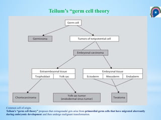 Teilum’s “germ cell theory
Common cell of origin.
Teilum’s “germ cell theory” proposes that extragonadal gcts arise from primordial germ cells that have migrated aberrantly
during embryonic development and then undergo malignant transformation.
 