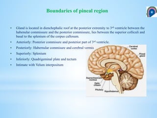  Gland is located in dienchephalic roof at the posterior extremity to 3rd ventricle between the
habenular commissure and the posterior commissure, lies between the superior colliculi and
basal to the splenium of the corpus callosum.
 Anteriorly: Posterior commisure and posterior part of 3rd ventricle.
 Posteriorly: Habernular commisure and cerebral vermis
 Superiorly: Splenium
 Inferiorly: Quadrigeminal plate and tectum
 Intimate with Velum interpositum
Boundaries of pineal region
 
