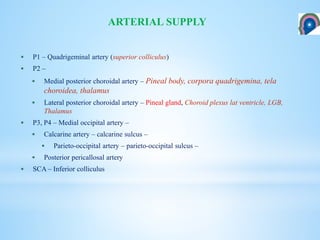  P1 – Quadrigeminal artery (superior colliculus)
 P2 –
 Medial posterior choroidal artery – Pineal body, corpora quadrigemina, tela
choroidea, thalamus
 Lateral posterior choroidal artery – Pineal gland, Choroid plexus lat ventricle, LGB,
Thalamus
 P3, P4 – Medial occipital artery –
 Calcarine artery – calcarine sulcus –
 Parieto-occipital artery – parieto-occipital sulcus –
 Posterior pericallosal artery
 SCA – Inferior colliculus
ARTERIAL SUPPLY
 