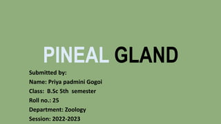 PINEAL GLAND
Submitted by:
Name: Priya padmini Gogoi
Class: B.Sc 5th semester
Roll no.: 25
Department: Zoology
Session: 2022-2023
 