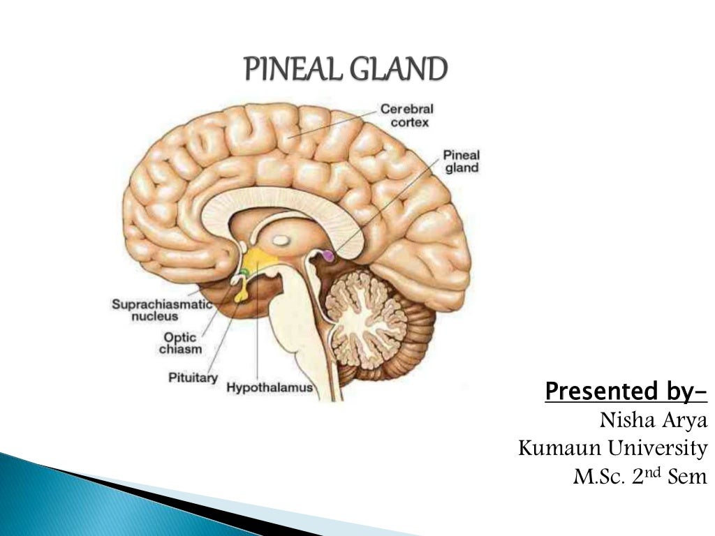 Pineal gland (Endocrinology)