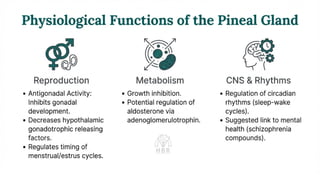 Endocrine Physiology: Classification, Action, and the Pineal Gland.pdf ...