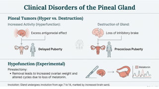 Endocrine Physiology: Classification, Action, and the Pineal Gland.pdf ...