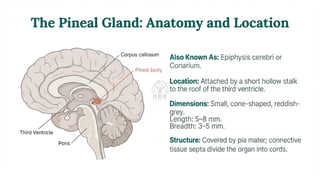 Endocrine Physiology: Classification, Action, and the Pineal Gland.pdf ...