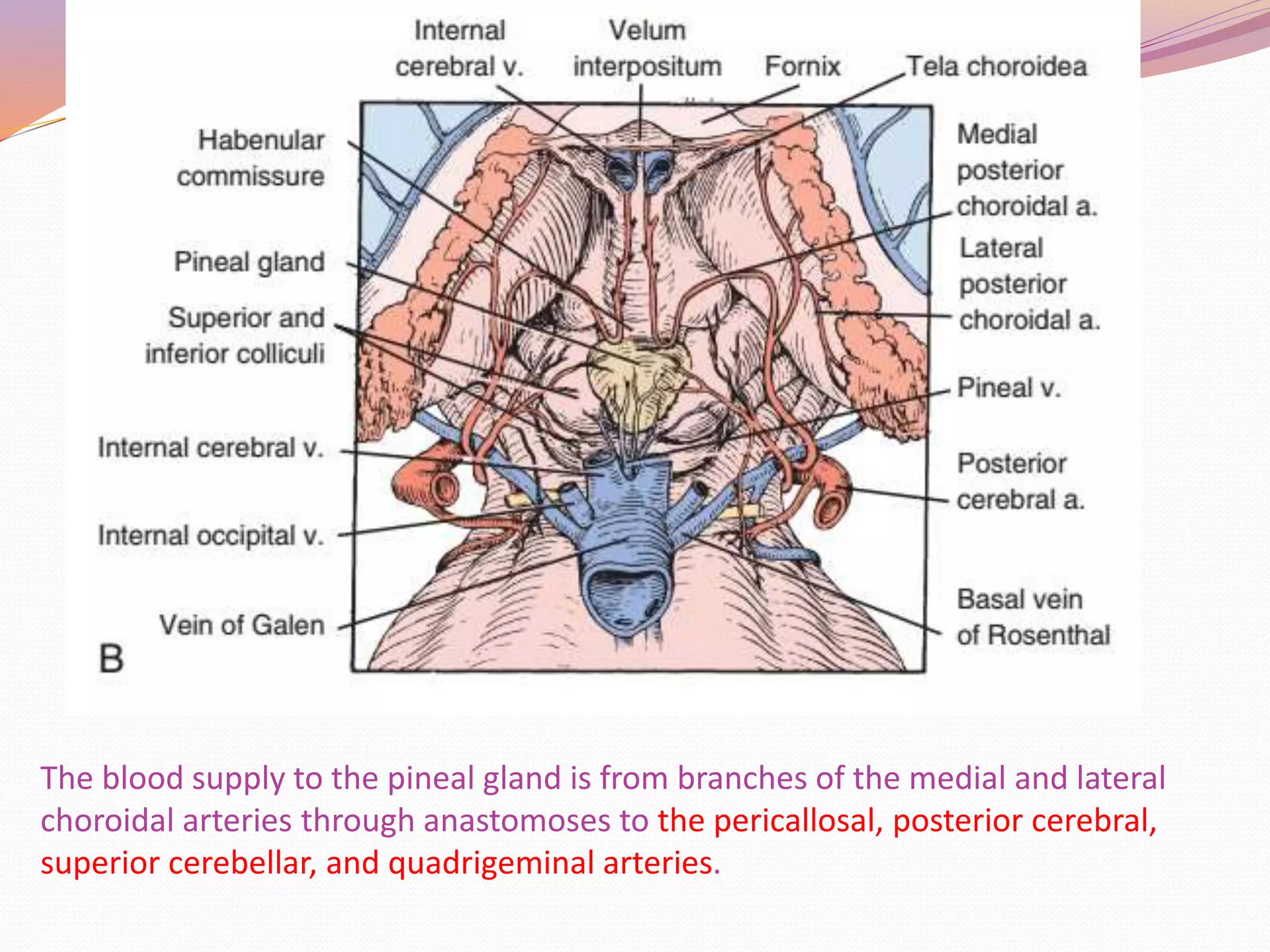 Pineal region tumors | PPTX