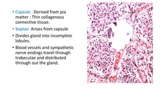 • Capsule : Derived from pia
matter : Thin collagenous
connective tissue.
• Septae: Arises from capsule
• Divides gland into incomplete
lobules.
• Blood vessels and sympathetic
nerve endings travel through
trabeculae and distributed
through out the gland.
 