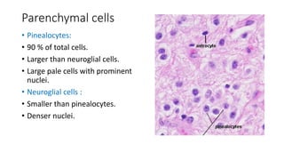 Parenchymal cells
• Pinealocytes:
• 90 % of total cells.
• Larger than neuroglial cells.
• Large pale cells with prominent
nuclei.
• Neuroglial cells :
• Smaller than pinealocytes.
• Denser nuclei.
 