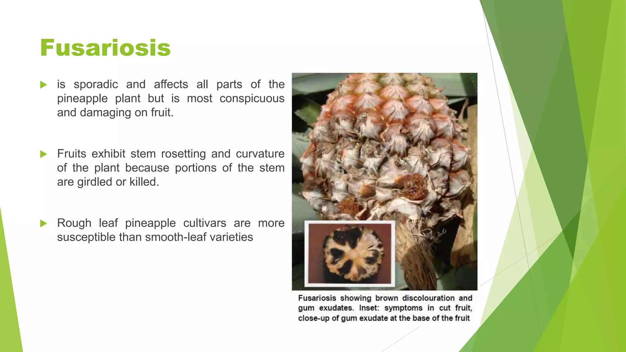 Diseases of Pineapple | PPTX