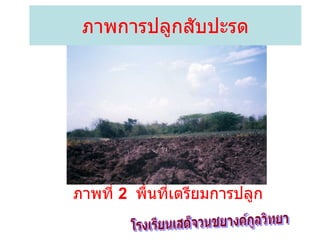 ภาพการปลูกสับปะรด ภาพที่  2  พื้นที่เตรียมการปลูก โรงเรียนเสด็จวนชยางค์กูลวิทยา 