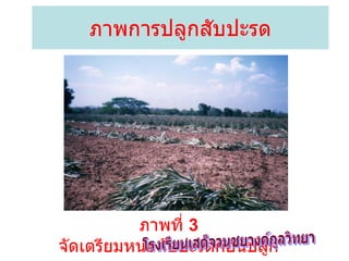 ภาพการปลูกสับปะรด ภาพที่  3  จัดเตรียมหน่อสับปะรดก่อนปลูก โรงเรียนเสด็จวนชยางค์กูลวิทยา 