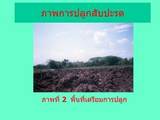 ภาพการปลูกสับปะรด ภาพที่  2  พื้นที่เตรียมการปลูก 