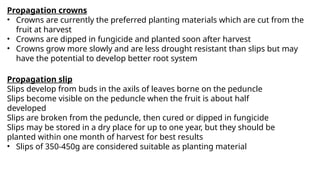 Propagation crowns
• Crowns are currently the preferred planting materials which are cut from the
fruit at harvest
• Crowns are dipped in fungicide and planted soon after harvest
• Crowns grow more slowly and are less drought resistant than slips but may
have the potential to develop better root system
Propagation slip
Slips develop from buds in the axils of leaves borne on the peduncle
Slips become visible on the peduncle when the fruit is about half
developed
Slips are broken from the peduncle, then cured or dipped in fungicide
Slips may be stored in a dry place for up to one year, but they should be
planted within one month of harvest for best results
• Slips of 350-450g are considered suitable as planting material
 