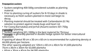 • Suckers weighing 400-500g considered suitable as planting
material.
• Prior to planting curing of suckers for 8-10 days in shade is
necessary as fresh suckers planted in moist soil begin to
decay.
• Planting material should be treated with Carbendazim (0.1%)
solution to protect against mealy bugs and heart rot
• For Coorg (Karnataka) and Jorhat (Assam) sockers 501-750g
are ideal planting
• Suckers weighing 501-1000g is the best material for Thrissur
(Kerala)
Propagation suckers
Pineapple is generally planted in double hedge system for better intercultural
operations
A spacing of about 90 cm x 30 cm x 60 cm is recommended for a planting density of
44,000 plants per hectare.
The other spacing adopted are 120cm x 60 cm x 40cm for 41,600 plants/ha
75cm x 30cm x 30xm for 63,000 plantsha
Planning
 