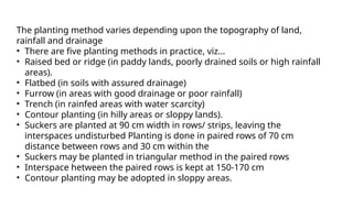 The planting method varies depending upon the topography of land,
rainfall and drainage
• There are five planting methods in practice, viz…
• Raised bed or ridge (in paddy lands, poorly drained soils or high rainfall
areas).
• Flatbed (in soils with assured drainage)
• Furrow (in areas with good drainage or poor rainfall)
• Trench (in rainfed areas with water scarcity)
• Contour planting (in hilly areas or sloppy lands).
• Suckers are planted at 90 cm width in rows/ strips, leaving the
interspaces undisturbed Planting is done in paired rows of 70 cm
distance between rows and 30 cm within the
• Suckers may be planted in triangular method in the paired rows
• Interspace hetween the paired rows is kept at 150-170 cm
• Contour planting may be adopted in sloppy areas.
 