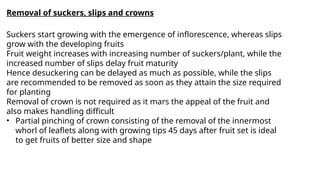 Removal of suckers, slips and crowns
Suckers start growing with the emergence of inflorescence, whereas slips
grow with the developing fruits
Fruit weight increases with increasing number of suckers/plant, while the
increased number of slips delay fruit maturity
Hence desuckering can be delayed as much as possible, while the slips
are recommended to be removed as soon as they attain the size required
for planting
Removal of crown is not required as it mars the appeal of the fruit and
also makes handling difficult
• Partial pinching of crown consisting of the removal of the innermost
whorl of leaflets along with growing tips 45 days after fruit set is ideal
to get fruits of better size and shape
 