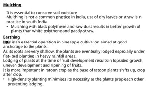 Mulching
It is essential to conserve soil moisture
Mulching is not a common practice in India, use of dry leaves or straw is in
practice in south India
• Mulching with black polythene and saw-dust results in better growth of
plants than white polythene and paddy-straw.
Earthing
up
This is an essential operation in pineapple cultivation aimed at good
anchorage to the plants.
As its roots are very shallow, the plants are eventually lodged especially under
flat- bed planting in heavy rainfall areas.
Lodging of plants at the time of fruit development results in lopsided growth,
uneven development and ripening of fruits.
It is more important in ratoon crop as the base of ratoon plants shifts up, crop
after crop.
• High-density planting minimizes its necessity as the plants prop each other
preventing lodging.
 