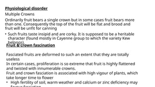 Physiological disorder
Multiple Crowns
Ordinarily fruit bears a single crown but in some cases fruit bears more
than one. Consequently the top of the fruit will be flat and brood and
fruit will be unfit for canning
• Such fruits taste insipid and are corky. It is supposed to be a heritable
character (found mostly in Cayenne group to which the variety Kew
belongs).
Fruit & crown fascination
Fasciated fruits are deformed to such an extent that they are totally
useless
In certain cases, proliferation is so extreme that fruit is highly flattened
and twisted with innumerable crowns.
Fruit and crown fasciation is associated with high vigour of plants, which
take longer time to flower
• High fertility of soil, warm weather and calcium or zinc deficiency may
 
