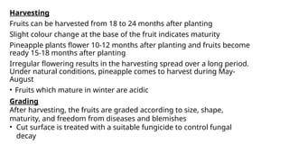 Harvesting
Fruits can be harvested from 18 to 24 months after planting
Slight colour change at the base of the fruit indicates maturity
Pineapple plants flower 10-12 months after planting and fruits become
ready 15-18 months after planting
Irregular flowering results in the harvesting spread over a long period.
Under natural conditions, pineapple comes to harvest during May-
August
• Fruits which mature in winter are acidic
Grading
After harvesting, the fruits are graded according to size, shape,
maturity, and freedom from diseases and blemishes
• Cut surface is treated with a suitable fungicide to control fungal
decay
 