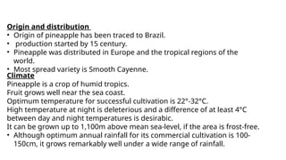 Origin and distribution
• Origin of pineapple has been traced to Brazil.
• production started by 15 century.
• Pineapple was distributed in Europe and the tropical regions of the
world.
• Most spread variety is Smooth Cayenne.
Climate
Pineapple is a crop of humid tropics.
Fruit grows well near the sea coast.
Optimum temperature for successful cultivation is 22°-32°C.
High temperature at night is deleterious and a difference of at least 4°C
between day and night temperatures is desirabic.
It can be grown up to 1,100m above mean sea-level, if the area is frost-free.
• Although optimum annual rainfall for its commercial cultivation is 100-
150cm, it grows remarkably well under a wide range of rainfall.
 