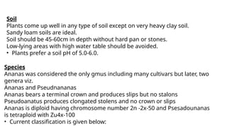 Soil
Plants come up well in any type of soil except on very heavy clay soil.
Sandy loam soils are ideal.
Soil should be 45-60cm in depth without hard pan or stones.
Low-lying areas with high water table should be avoided.
• Plants prefer a soil pH of 5.0-6.0.
Species
Ananas was considered the only gmus including many cultivars but later, two
genera viz.
Ananas and Pseudnananas
Ananas bears a terminal crown and produces slips but no stalons
Pseudoanatus produces clongated stolens and no crown or slips
Ananas is diploid having chromosome number 2n -2x-50 and Psesadounanas
is tetraploid with Zu4x-100
• Current classification is given below:
 