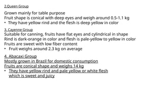 2.Queen Group
Grown mainly for table purpose
Fruit shape is conical with deep eyes and weigh around 0.5-1.1 kg
• They have yellow rind and the flesh is deep yellow in color
3. Cayenne Group
Suitable for canning, fruits have flat eyes and cylindrical in shape
Rind is dark-orange in color and flesh is pale-yellow to yellow in color
Fruits are sweet with low fiber content
• Fruit weighs around 2.3 kg on average
4. Abacaxi Group
Mostly grown in Brazil for domestic consumption
Fruits are conical shape and weighs 14 kg
• They have yellow rind and pale yellow or white flesh
which is sweet and juicy
 