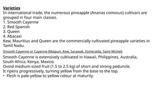 Varieties
In international trade, the numerous pineapple (Ananas comosus) cultivars are
grouped in four main classes.
1. Smooth Cayenne
2. Red Spanish
3. Queen
4. Abacaxi
Kew, Mauritius and Queen are the commercially cultivated pineapple varieties in
Tamil Nadu.
Smooth Cayenne or Cayenne (Maipuri, Kew, Sarawak. Esmeralda, Saint Michel)
Smooth Cayenne is extensively cultivated in Hawaii, Philippines, Australia,
South Africa, Kenya, Mexico.
Ovoid medium-sized fruit (1.5 to 2.5 kg) of short and strong peduncle.
It ripens progressively, turning yellow from the base to the top.
• Flesh is pale-yellow to yellow colour at maturity.
 
