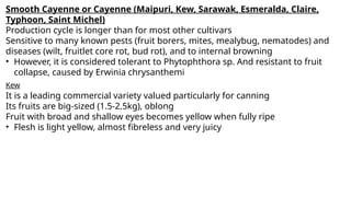 Smooth Cayenne or Cayenne (Maipuri, Kew, Sarawak, Esmeralda, Claire,
Typhoon, Saint Michel)
Production cycle is longer than for most other cultivars
Sensitive to many known pests (fruit borers, mites, mealybug, nematodes) and
diseases (wilt, fruitlet core rot, bud rot), and to internal browning
• However, it is considered tolerant to Phytophthora sp. And resistant to fruit
collapse, caused by Erwinia chrysanthemi
Kew
It is a leading commercial variety valued particularly for canning
Its fruits are big-sized (1.5-2.5kg), oblong
Fruit with broad and shallow eyes becomes yellow when fully ripe
• Flesh is light yellow, almost fibreless and very juicy
 