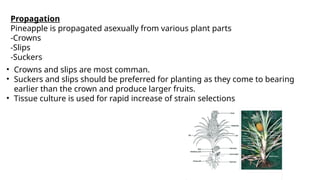 • Crowns and slips are most comman.
• Suckers and slips should be preferred for planting as they come to bearing
earlier than the crown and produce larger fruits.
• Tissue culture is used for rapid increase of strain selections
Propagation
Pineapple is propagated asexually from various plant parts
-Crowns
-Slips
-Suckers
 