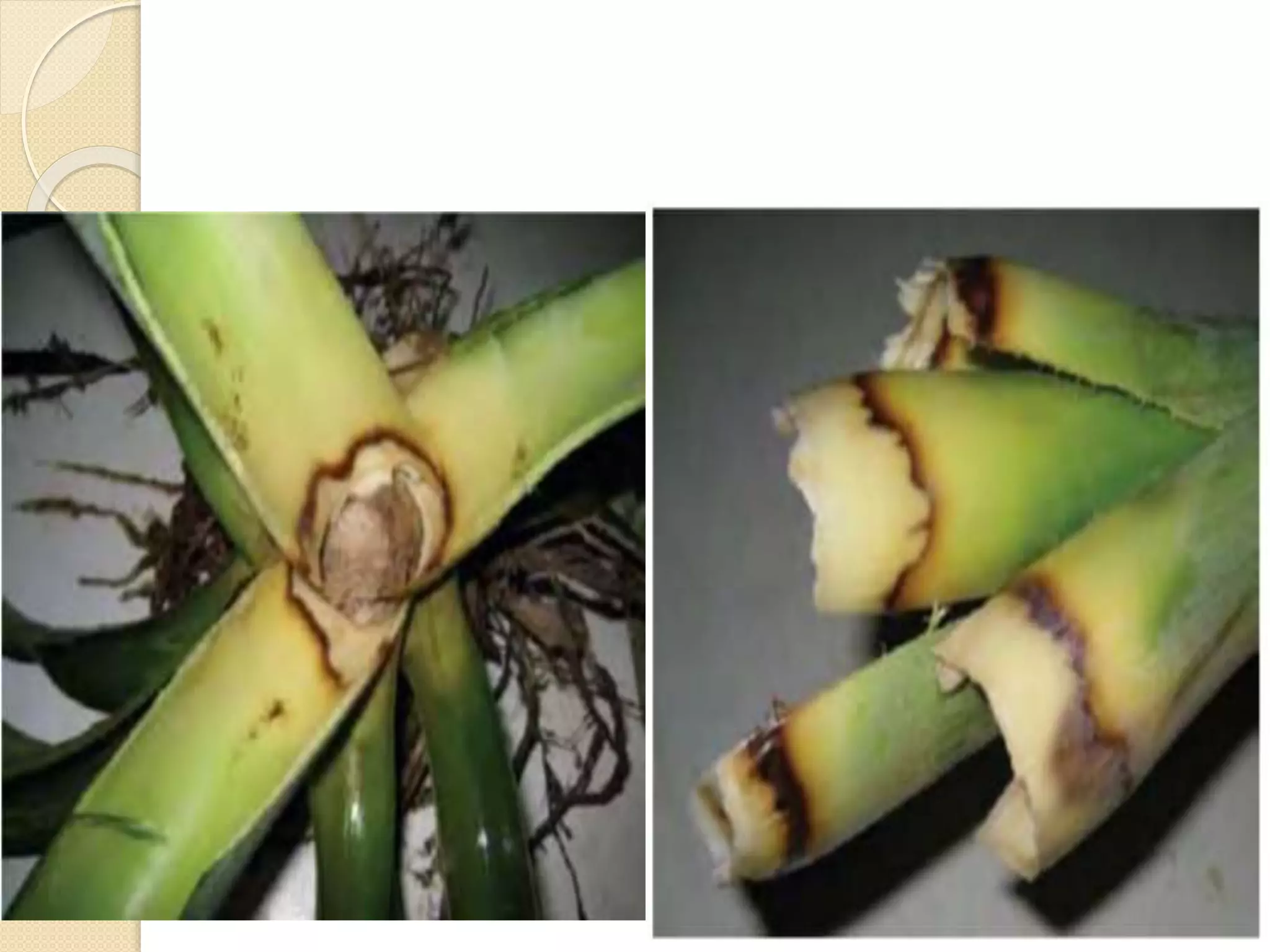 Diseases of Pineapple | PPTX