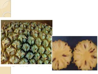 Diseases of Pineapple | PPTX