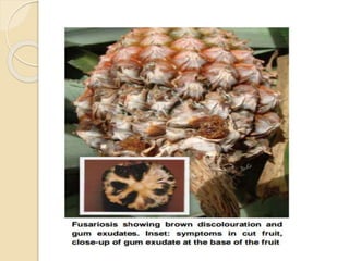 Diseases of Pineapple | PPTX