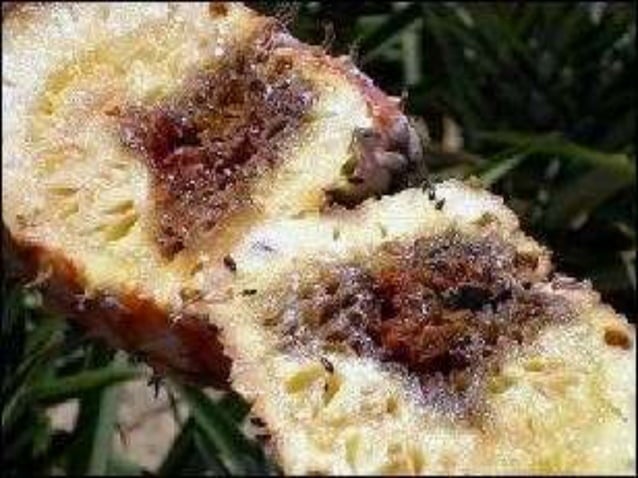 Diseases of Pineapple | PPT
