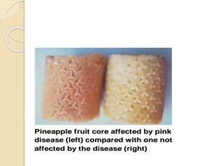Diseases of Pineapple | PPTX