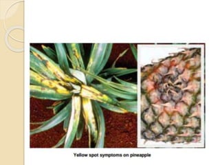 Diseases of Pineapple | PPTX