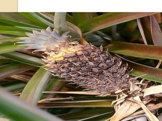 Diseases of Pineapple | PPTX