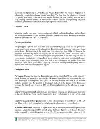 2
!
"#$%$ $&' ( ) * + ,- ./0 1%2#33$'%43 # - 56 ) 7 8- 999) ) ! :
Main season of planting is April-May and August-September, but can also be planted in
all months except during heavy rain of June-July. The best time for planting is August.
For getting maximum price and better keeping quality, the best planting time is April-
May. During summer months, if there are no summer showers after planting, irrigation
should be given three weeks after planting for proper establishment.
Cropping system
Mauritius can be grown as a pure crop in garden land, reclaimed lowlands and wetlands
and as an intercrop in coconut and newly planted rubber plantations. In rubber plantation,
it can be grown for the first 3-4 years only.
Forms of cultivation
The pineapple is grown both as a pure crop on converted paddy fields and on upland and
as an intercrop on young rubber plantations, Distribution of pineapple cultivators based
on the form - The majority of the small scale cultivators-Less than 5 Ha- (63%) grow the
pineapple as monocrop while the majority of the medium-5 to 10Ha (74%) and large –
more than 10Ha-(77%) scale cultivators grow the pineapple as an inter crop on new or
young rubber plantations. High productivity of pineapple cultivation in converted paddy
fields is the most influential factor that led to the conversion of paddy fields into
pineapple fields. Non- profitability of paddy cultivation and high cost of paddy workers
are the other reasons reported in this regard.
Land preparation
Pure crop: Prepare the land by digging the area to be planted at 90 cm width in rows /
strips, leaving the interspaces undisturbed. However, ploughing can be adopted in level
land. Planting is done in paired rows of 45 cm distance between rows and 30 cm between
suckers. Suckers may be planted in triangular method in the paired rows. Interspace
between the paired rows is kept at 150 cm. Contour planting may be adopted in sloppy
areas.
Intercropping in coconut garden: Land preparation, spacing and planting are the same
as described above. There can be three-paired rows in between two rows of coconut.
Intercropping in rubber plantations: System of planting is in paired rows at 45 x 30
cm. There will be only one paired row of pineapple in between two rows of rubber.
Wetlands / lowlands: Pineapple is highly sensitive to water stagnation and high moisture
regimes. Hence it is important to provide good drainage, if grown in wetlands. In paddy
lands, pineapple is planted in paired rows at 45 x 30 cm spacing on ridges taken at 60-90
 