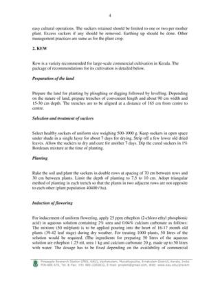 4
!
"#$%$ $&' ( ) * + ,- ./0 1%2#33$'%43 # - 56 ) 7 8- 999) ) ! :
easy cultural operations. The suckers retained should be limited to one or two per mother
plant. Excess suckers if any should be removed. Earthing up should be done. Other
management practices are same as for the plant crop.
2. KEW
Kew is a variety recommended for large-scale commercial cultivation in Kerala. The
package of recommendations for its cultivation is detailed below.
Preparation of the land
Prepare the land for planting by ploughing or digging followed by levelling. Depending
on the nature of land, prepare trenches of convenient length and about 90 cm width and
15-30 cm depth. The trenches are to be aligned at a distance of 165 cm from centre to
centre.
Selection and treatment of suckers
Select healthy suckers of uniform size weighing 500-1000 g. Keep suckers in open space
under shade in a single layer for about 7 days for drying. Strip off a few lower old dried
leaves. Allow the suckers to dry and cure for another 7 days. Dip the cured suckers in 1%
Bordeaux mixture at the time of planting.
Planting
Rake the soil and plant the suckers in double rows at spacing of 70 cm between rows and
30 cm between plants. Limit the depth of planting to 7.5 to 10 cm. Adopt triangular
method of planting in each trench so that the plants in two adjacent rows are not opposite
to each other (plant population 40400 / ha).
Induction of flowering
For inducement of uniform flowering, apply 25 ppm ethephon (2-chloro ethyl phosphonic
acid) in aqueous solution containing 2% urea and 0.04% calcium carbonate as follows:
The mixture (50 ml/plant) is to be applied pouring into the heart of 16-17 month old
plants (39-42 leaf stage) during dry weather. For treating 1000 plants, 50 litres of the
solution would be required. (The ingredients for preparing 50 litres of the aqueous
solution are ethephon 1.25 ml, urea 1 kg and calcium carbonate 20 g, made up to 50 litres
with water. The dosage has to be fixed depending on the availability of commercial
 