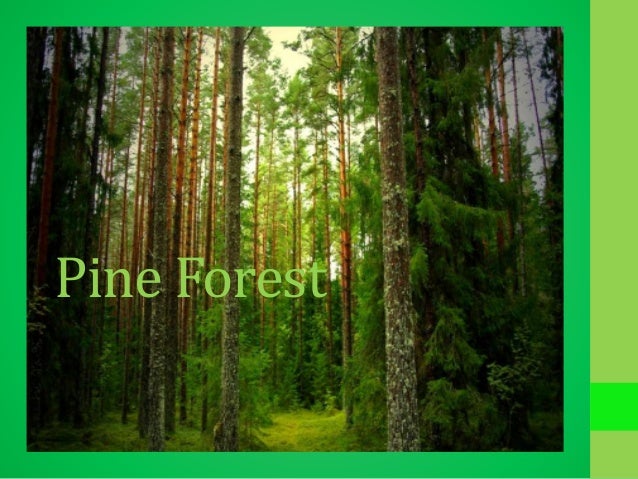 pine forest pine forest