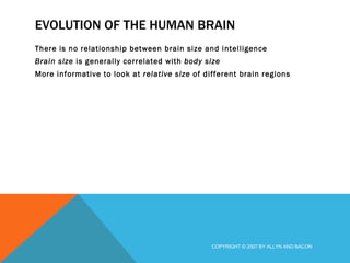 EVOLUTION OF THE HUMAN BRAIN There is no relationship between brain size and intelligence Brain size  is generally correlated with  body size More informative to look at  relative size  of different brain regions COPYRIGHT © 2007 BY ALLYN AND BACON 