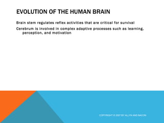 EVOLUTION OF THE HUMAN BRAIN Brain stem regulates reflex activities that are critical for survival Cerebrum is involved in complex adaptive processes such as learning, perception, and motivation COPYRIGHT © 2007 BY ALLYN AND BACON 