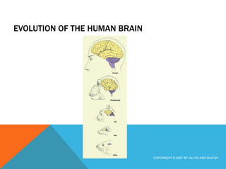 EVOLUTION OF THE HUMAN BRAIN COPYRIGHT © 2007 BY ALLYN AND BACON 