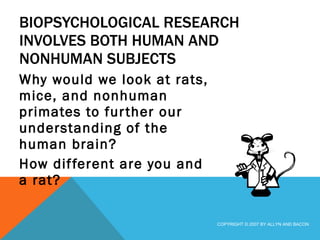 BIOPSYCHOLOGICAL RESEARCH INVOLVES BOTH HUMAN AND NONHUMAN SUBJECTS Why would we look at rats, mice, and nonhuman primates to further our understanding of the human brain? How different are you and a rat? COPYRIGHT © 2007 BY ALLYN AND BACON 