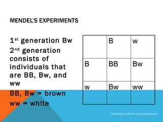 MENDEL’S EXPERIMENTS 1 st  generation Bw 2 nd  generation consists of individuals that are BB, Bw, and ww BB, Bw = brown ww = white COPYRIGHT © 2007 BY ALLYN AND BACON ww Bw w Bw BB B w B 