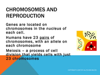 CHROMOSOMES AND REPRODUCTION Genes are located on chromosomes in the  nucleus  of each cell. Humans have 23  pairs  of chromosomes, with an allele on each chromosome  Meiosis – a process of cell division that yields cells with just 23 chromosomes COPYRIGHT © 2007 BY ALLYN AND BACON 