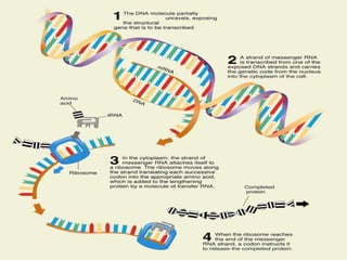 COPYRIGHT © 2007 BY ALLYN AND BACON 