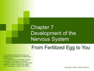 Chapter 7 Development of the Nervous System From Fertilized Egg to You ,[object Object],[object Object],[object Object],[object Object]