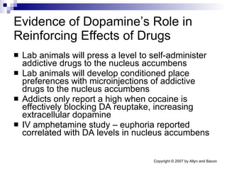 Evidence of Dopamine’s Role in Reinforcing Effects of Drugs Lab animals will press a level to self-administer addictive drugs to the nucleus accumbens Lab animals will develop conditioned place preferences with microinjections of addictive drugs to the nucleus accumbens Addicts only report a high when cocaine is effectively blocking DA reuptake, increasing extracellular dopamine IV amphetamine study – euphoria reported correlated with DA levels in nucleus accumbens 
