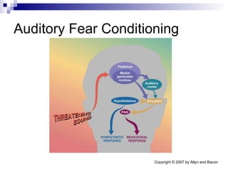 Auditory Fear Conditioning 