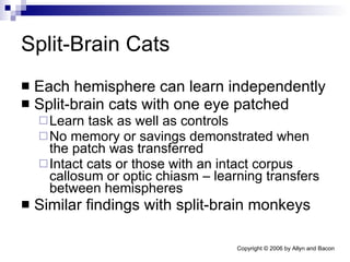 Split-Brain Cats  Each hemisphere can learn independently Split-brain cats with one eye patched Learn task as well as controls No memory or savings demonstrated when the patch was transferred Intact cats or those with an intact corpus callosum or optic chiasm – learning transfers between hemispheres Similar findings with split-brain monkeys 
