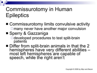 Commissurotomy in Human Epileptics Commissurotomy limits convulsive activity many never have another major convulsion Sperry & Gazzaniga developed procedures to test split-brain patients Differ from split-brain animals in that the 2 hemispheres have very different abilities – most left hemispheres are capable of speech, while the right aren’t 
